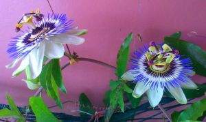 Colors and natural harmony produces feelings of happiness